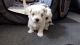 Maltese Puppies for sale in Florence St, Denver, CO, USA. price: $400