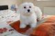 Maltese Puppies for sale in Florence St, Denver, CO, USA. price: $300