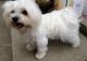 Maltese Puppies for sale in Michigan State Capitol, 100 N Capitol Ave, Lansing, MI 48933, USA. price: NA