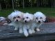 Maltese Puppies for sale in Chesterfield, MI 48051, USA. price: NA