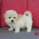 Maltese Puppies for sale in Canton, OH, USA. price: $850