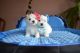 Maltese Puppies for sale in Brooklyn, NY, USA. price: $400