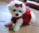 Maltese Puppies for sale in Calabasas, CA, USA. price: NA