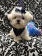 Maltese Puppies for sale in Lubbock, TX, USA. price: NA