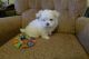 Maltese Puppies for sale in Nevada St, Bell, CA 90201, USA. price: NA