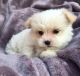 Maltese Puppies for sale in Beverly Hills, CA 90210, USA. price: NA