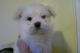 Maltese Puppies for sale in Fannettsburg Rd W, Fannettsburg, PA 17221, USA. price: NA