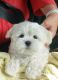 Maltese Puppies for sale in Fannettsburg Rd W, Fannettsburg, PA 17221, USA. price: NA