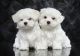 Maltese Puppies for sale in Fremont Blvd, Fremont, CA, USA. price: $250