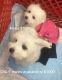 Maltese Puppies for sale in Chesapeake Beach, MD 20732, USA. price: NA