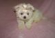 Maltese Puppies for sale in Burlington County, NJ, USA. price: NA