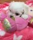 Maltese Puppies for sale in Cape May Court House, Middle Township, NJ 08210, USA. price: NA