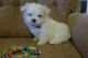 Maltese Puppies for sale in Camden Wyoming Ave, Camden, DE 19934, USA. price: $400