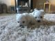 Maltese Puppies for sale in Baltimore, MD, USA. price: $400
