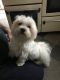 Maltese Puppies for sale in Blue Springs, MS 38828, USA. price: NA