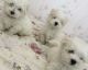 Maltese Puppies for sale in Springfield, IL, USA. price: NA