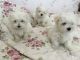 Maltese Puppies for sale in West Des Moines, IA, USA. price: NA