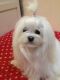 Maltese Puppies for sale in Friedensburg, PA 17933, USA. price: NA