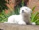 Maltese Puppies for sale in Friedensburg, PA 17933, USA. price: NA