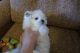 Maltese Puppies for sale in Elizabethtown, PA 17022, USA. price: NA
