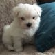 Maltese Puppies for sale in Ohio St, San Diego, CA, USA. price: NA