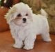 Maltese Puppies for sale in Rowland, PA, USA. price: NA