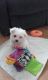 Maltese Puppies for sale in Elizabethtown, PA 17022, USA. price: NA