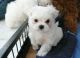 Maltese Puppies for sale in Asheville, NC, USA. price: NA