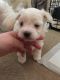 Maltese Puppies for sale in Lansing, MI, USA. price: NA