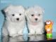 Maltese Puppies for sale in Calabasas, CA, USA. price: NA