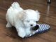 Maltese Puppies for sale in Manchester, NH, USA. price: $500