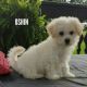 Maltese Puppies for sale in Canton, OH, USA. price: $650