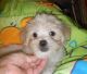 Maltese Puppies for sale in Gilroy, CA 95020, USA. price: NA