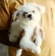 Maltese Puppies for sale in Spotsylvania Courthouse, VA, USA. price: $600