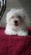 Maltese Puppies for sale in Plymouth, IN 46563, USA. price: NA
