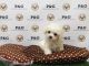 Maltese Puppies for sale in Temple City, CA, USA. price: NA