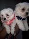Maltese Puppies for sale in United States of America, Douala, Cameroon. price: 500 XAF