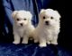 Maltese Puppies for sale in GA-85, Atlanta, GA, USA. price: NA