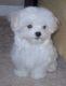 Maltese Cats for sale in New York, NY, USA. price: $500