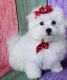 Maltese Puppies for sale in Idaho Falls, ID, USA. price: $400