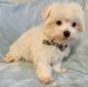 Maltese Puppies for sale in Flower Mound, TX, USA. price: NA