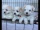 Maltese Puppies for sale in Flower Mound, TX, USA. price: NA