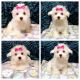Maltese Puppies for sale in Lewes, DE 19958, USA. price: $950
