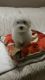 Maltese Puppies for sale in Fernandina Beach, FL 32035, USA. price: NA