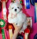 Maltese Puppies for sale in Oakland, CA 94624, USA. price: NA