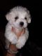 Maltese Puppies for sale in Arlington, TX 76096, USA. price: $500
