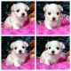 Maltese Puppies for sale in Lewes, DE 19958, USA. price: $1,700