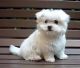 Maltese Puppies for sale in Texas St, Fairfield, CA 94533, USA. price: $400