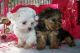 Maltese Puppies for sale in Texas St, Fairfield, CA 94533, USA. price: $600