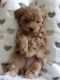 Maltese Puppies for sale in Maryland Line, MD 21105, USA. price: NA